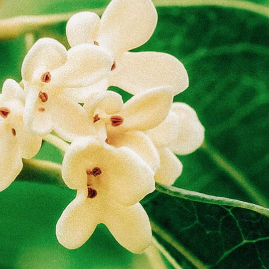 Osmanthus - Olibanum - INDIEHOUSE modern fragrances