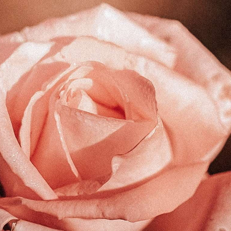 Rose - Olibanum - INDIEHOUSE modern fragrances