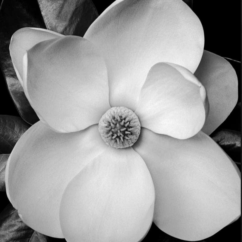 Magnolia Michel - Grandiflora - INDIEHOUSE modern fragrances