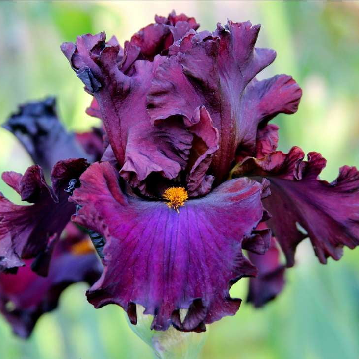 Iris - Olibanum - INDIEHOUSE modern fragrances