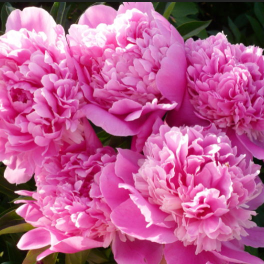 Peony Pop