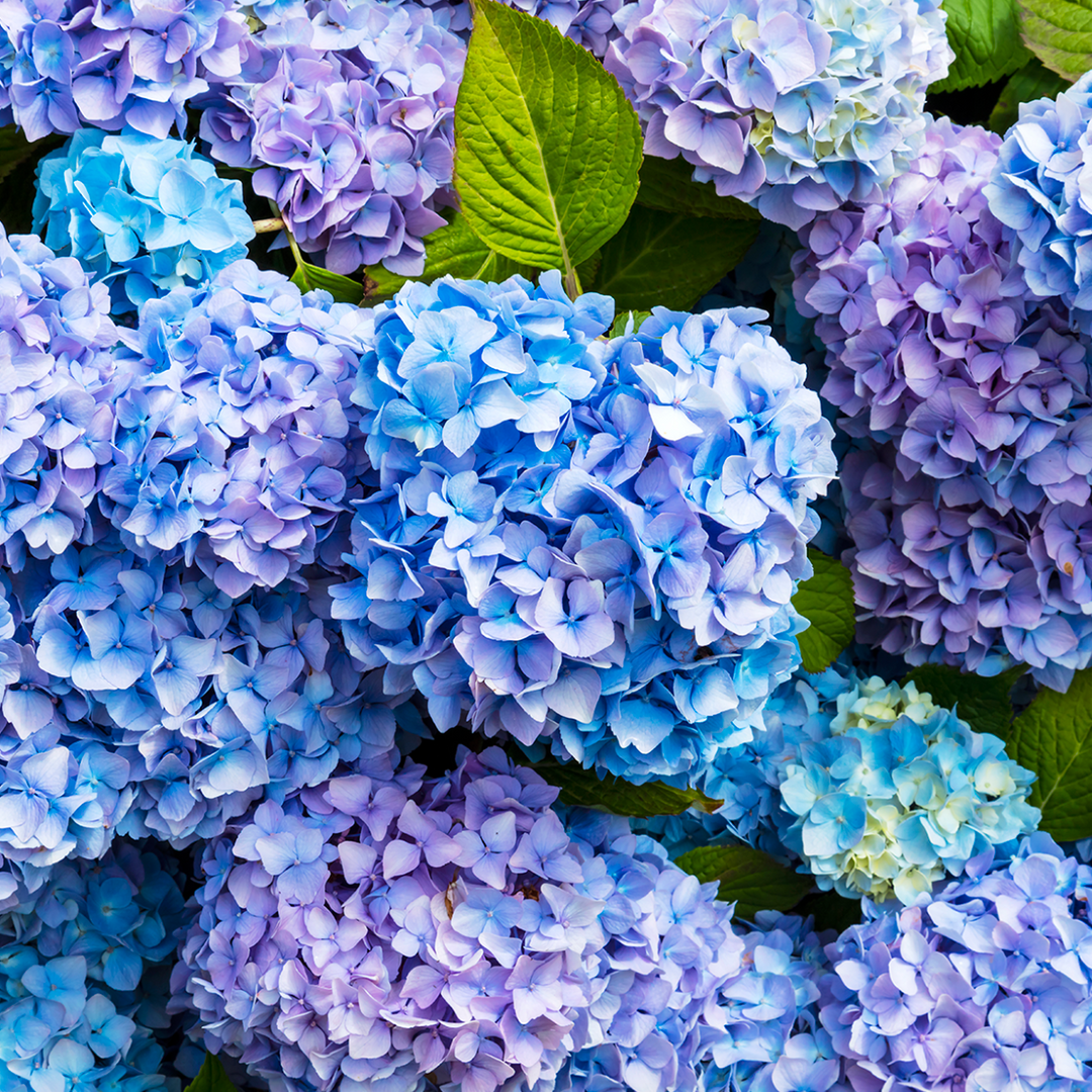 hydrangea