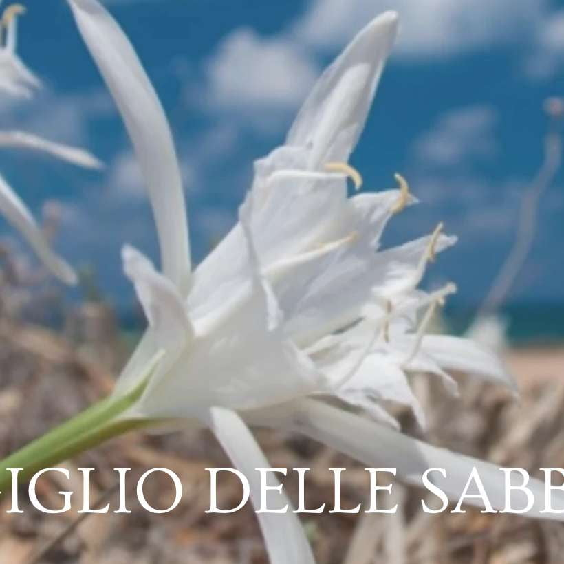 Giglio delle Sabbie Room Spray - Acqua dell'Elba - INDIEHOUSE modern fragrances