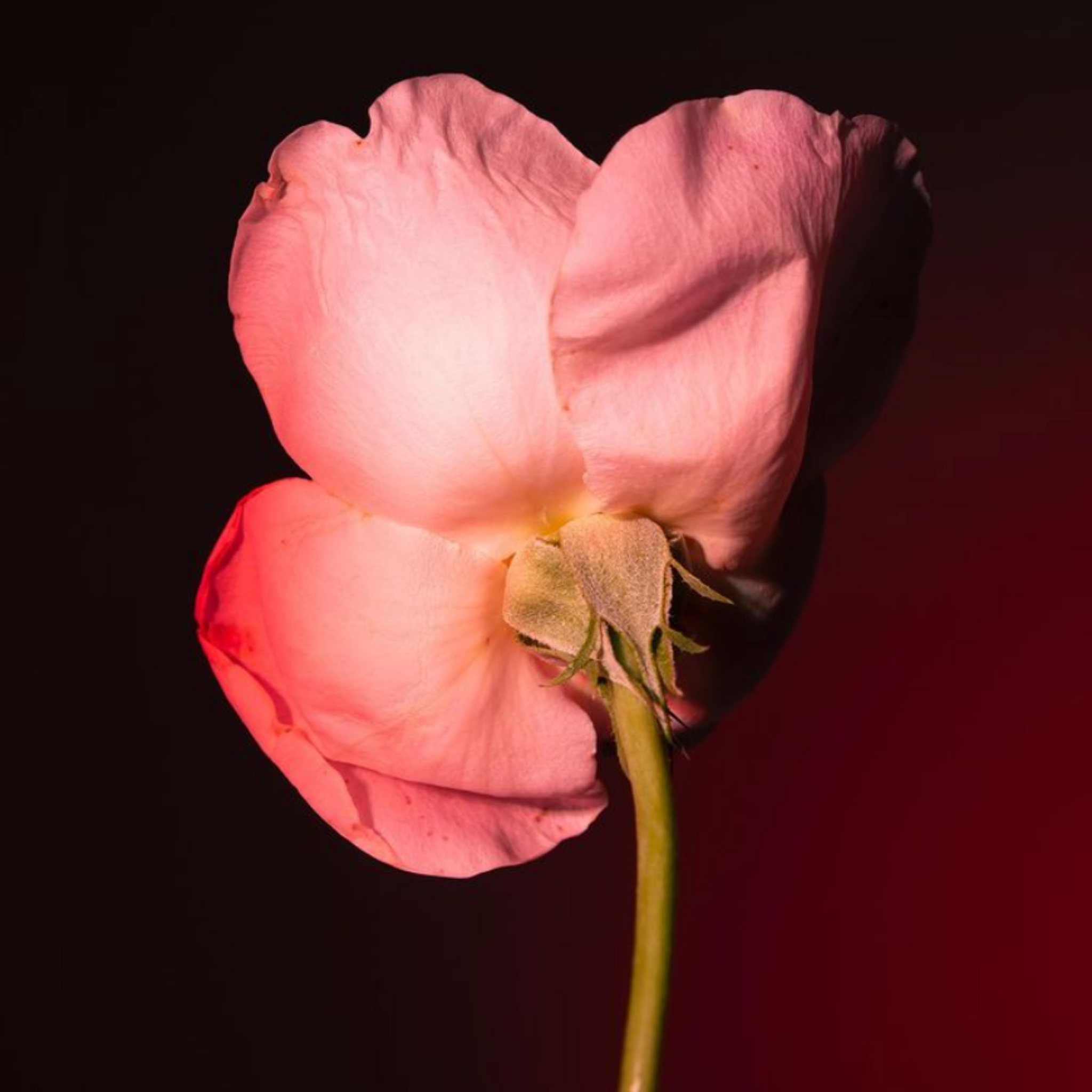 Tabac Rose - Image 2