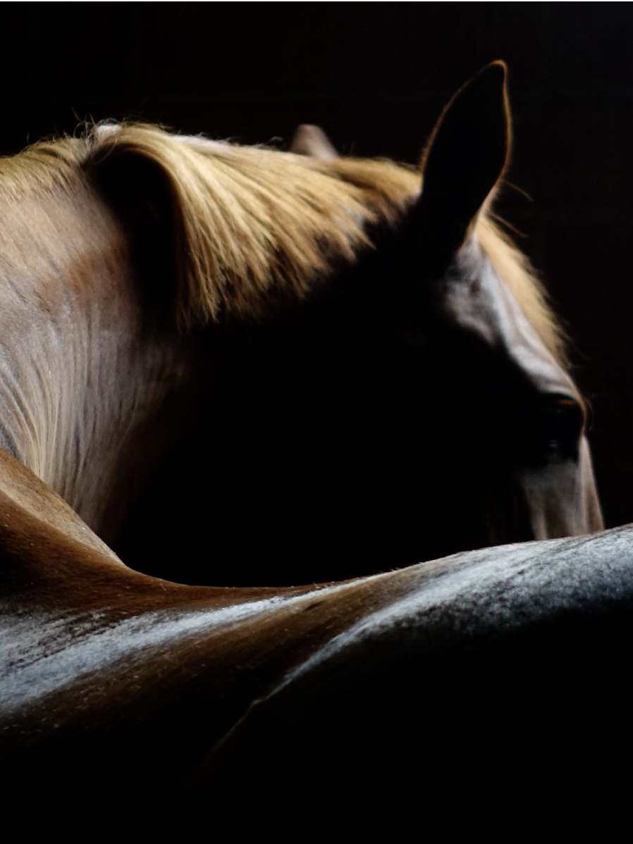 Oud Stallion Extrait de Parfum - Image 4