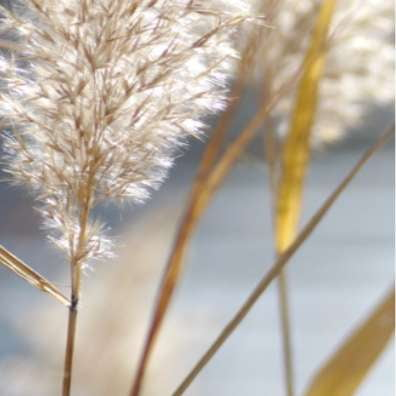 PAPYRUS moléculaire - Image 5