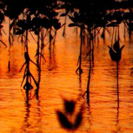 Oud Maracuja Parfum - Image 6