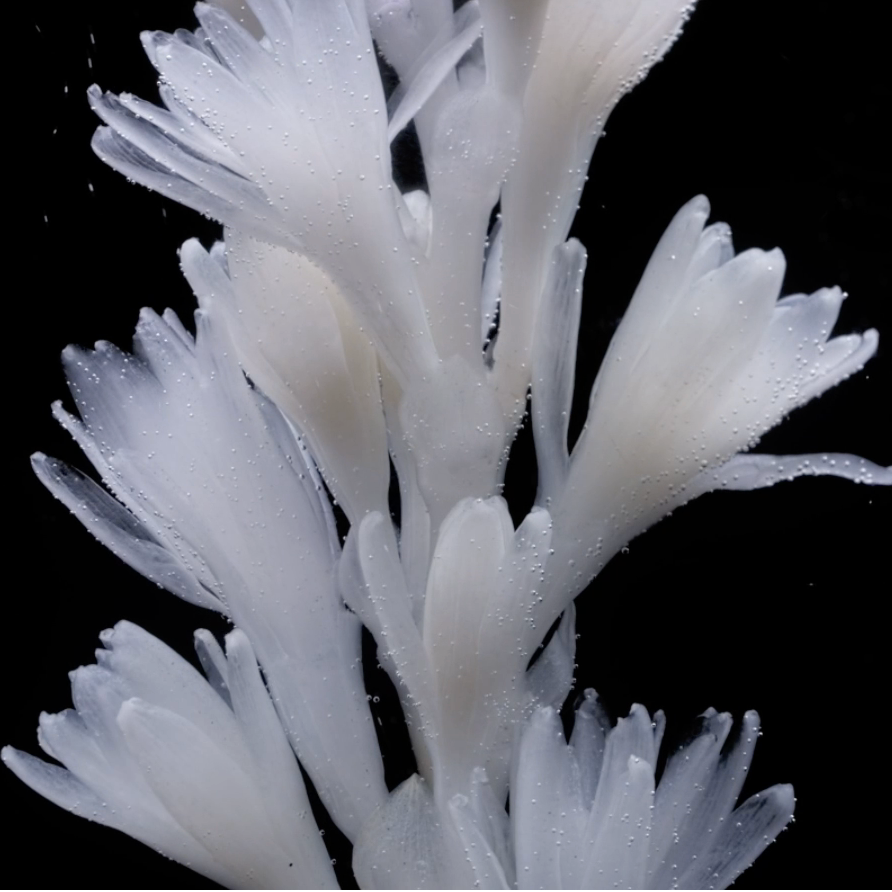 Tubereuse Astrale - Image 3